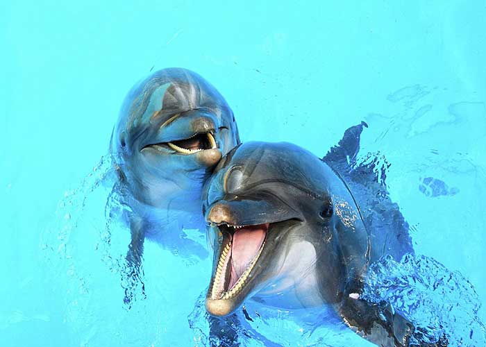 Alanya Sealanya - Dolphin Show