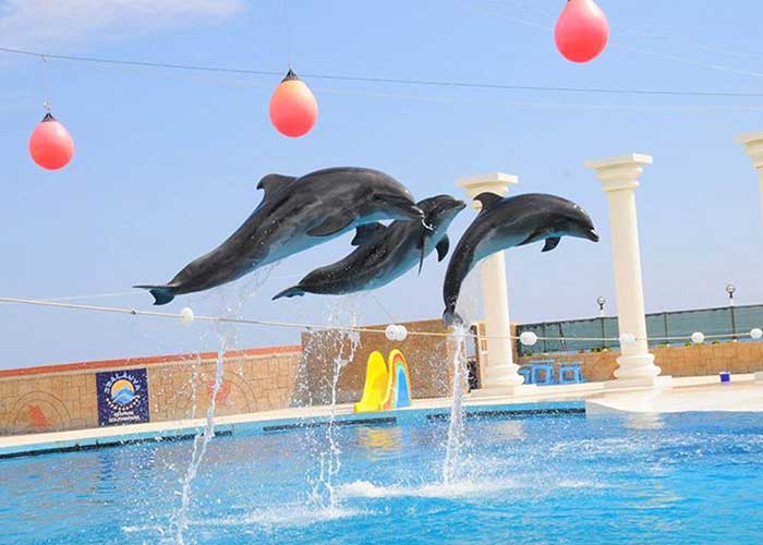 side dolphin show