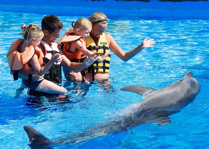 Alanya Dolphin Swimming